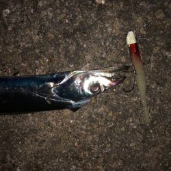 明石ワインド12