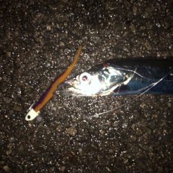 明石ワインド14