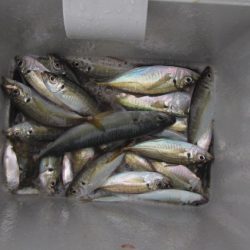 オリジナルメーカー海づり公園(市原市海づり施設) 釣果