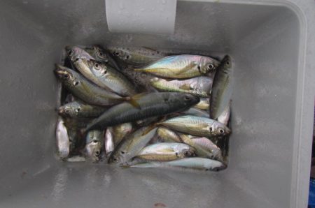 オリジナルメーカー海づり公園(市原市海づり…