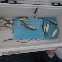 オリジナルメーカー海づり公園(市原市海づり施設) 釣果