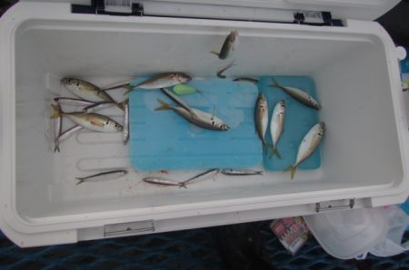 オリジナルメーカー海づり公園(市原市海づり施設) 釣果