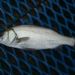 オリジナルメーカー海づり公園(市原市海づり施設) 釣果