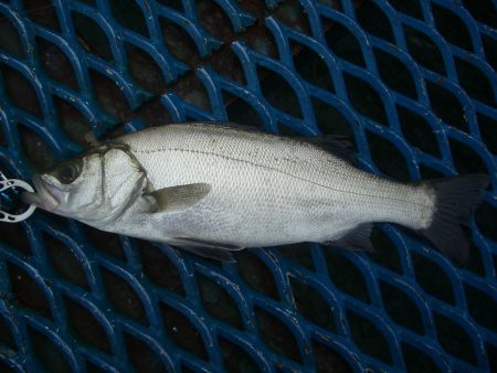 オリジナルメーカー海づり公園(市原市海づり施設) 釣果