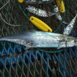 オリジナルメーカー海づり公園(市原市海づり施設) 釣果