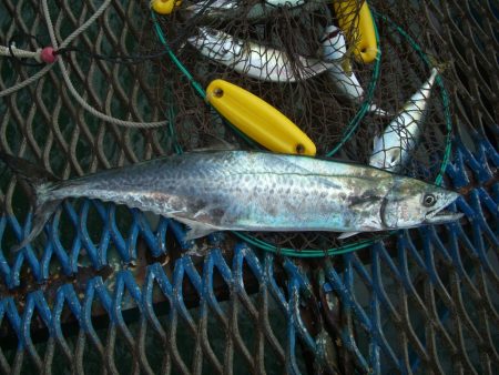 オリジナルメーカー海づり公園(市原市海づり施設) 釣果