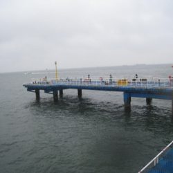 オリジナルメーカー海づり公園(市原市海づり施設) 釣果