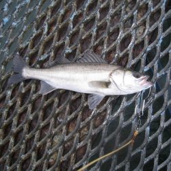 オリジナルメーカー海づり公園(市原市海づり施設) 釣果