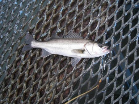 オリジナルメーカー海づり公園(市原市海づり施設) 釣果