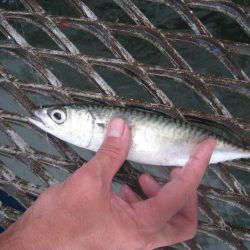 オリジナルメーカー海づり公園(市原市海づり施設) 釣果
