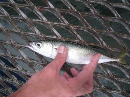 オリジナルメーカー海づり公園(市原市海づり施設) 釣果
