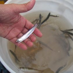 オリジナルメーカー海づり公園(市原市海づり施設) 釣果