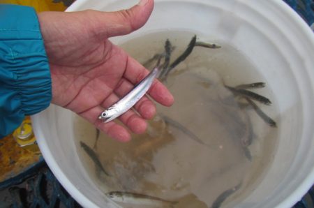 オリジナルメーカー海づり公園(市原市海づり施設) 釣果