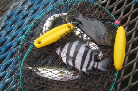 オリジナルメーカー海づり公園(市原市海づり施設) 釣果