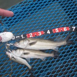 オリジナルメーカー海づり公園(市原市海づり施設) 釣果