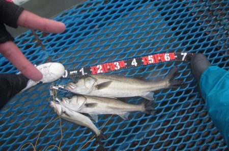 オリジナルメーカー海づり公園(市原市海づり施設) 釣果