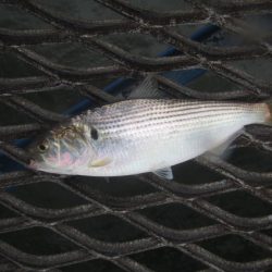 オリジナルメーカー海づり公園(市原市海づり施設) 釣果