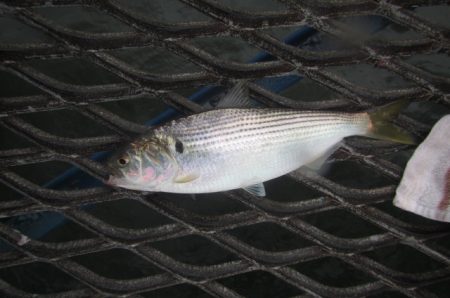 オリジナルメーカー海づり公園(市原市海づり施設) 釣果