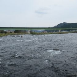 狩野川（狩野川漁業協同組合） 釣果