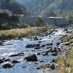 狩野川(狩野川漁業協同組合) 釣果