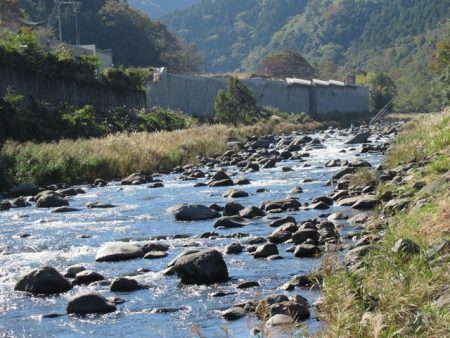狩野川(狩野川漁業協同組合) 釣果