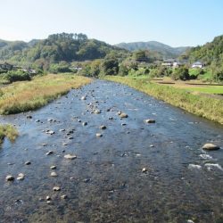 狩野川(狩野川漁業協同組合) 釣果