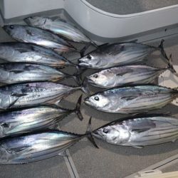 へいみつ丸 釣果