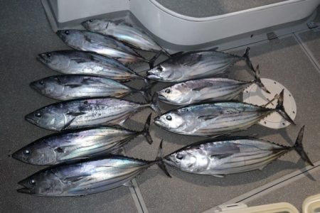 へいみつ丸 釣果