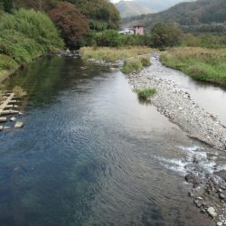 狩野川(狩野川漁業協同組合) 釣果