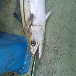さわ浦丸 釣果