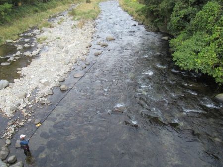 狩野川(狩野川漁業協同組合) 釣果