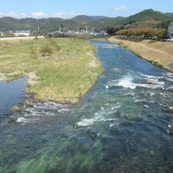 狩野川(狩野川漁業協同組合) 釣果