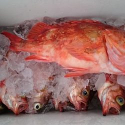 大進丸(新潟) 釣果