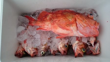 大進丸(新潟) 釣果