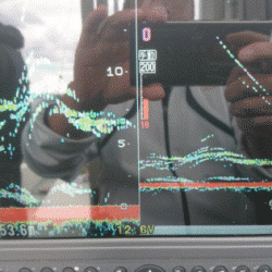 遊漁船ブルーウッズ 釣果