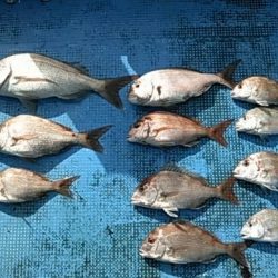 フィッシングガイド りょう 釣果