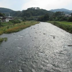 狩野川(狩野川漁業協同組合) 釣果