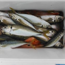 開進丸 釣果