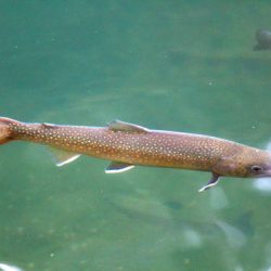 小菅トラウトガーデン 釣果