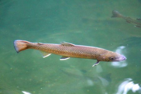 小菅トラウトガーデン 釣果