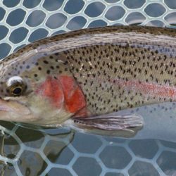 小菅トラウトガーデン 釣果