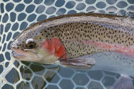 小菅トラウトガーデン 釣果