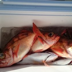 大進丸（新潟） 釣果