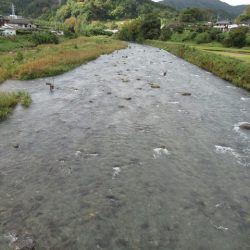 狩野川(狩野川漁業協同組合) 釣果