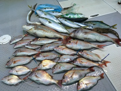 ミタチ丸 釣果