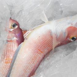 こうゆう丸 釣果