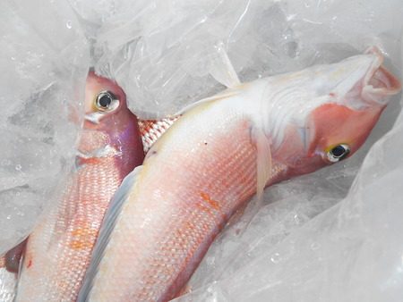 こうゆう丸 釣果