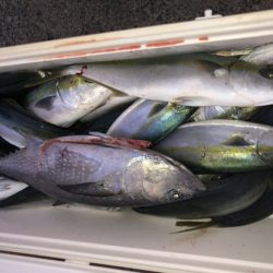 幸風（さちかぜ） 釣果