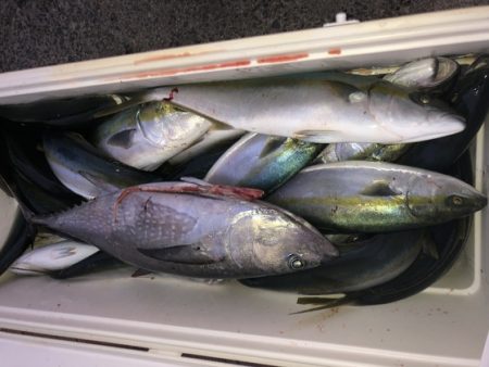 幸風（さちかぜ） 釣果