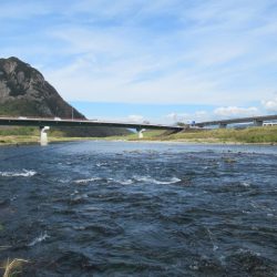狩野川(狩野川漁業協同組合) 釣果
